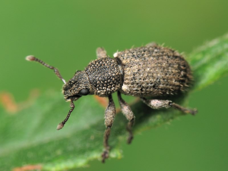 Mesagroicus pilifer Boh. in Schoenh., 1833